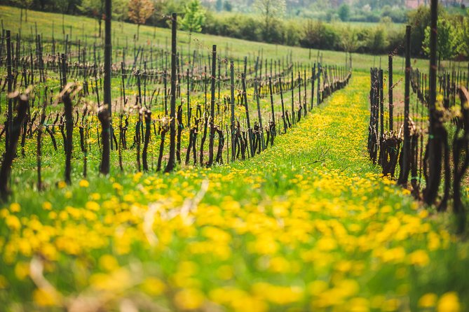 A delightful wine tasting in the scenic countryside with lunch - Medieval ruins above the countryside