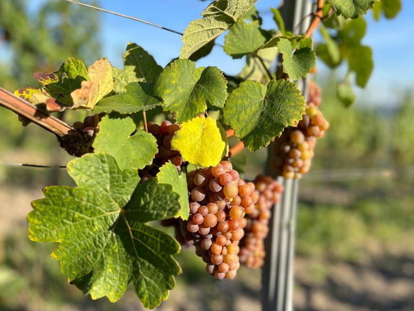 Czech Vineyards and Wine Tasting 4WD Tour with Lunch - Inside the boutique winery