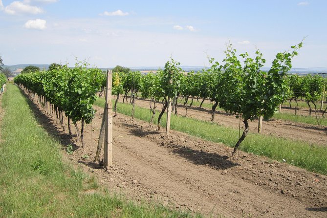 Moravian wine trails - What the National Wine Salon adds