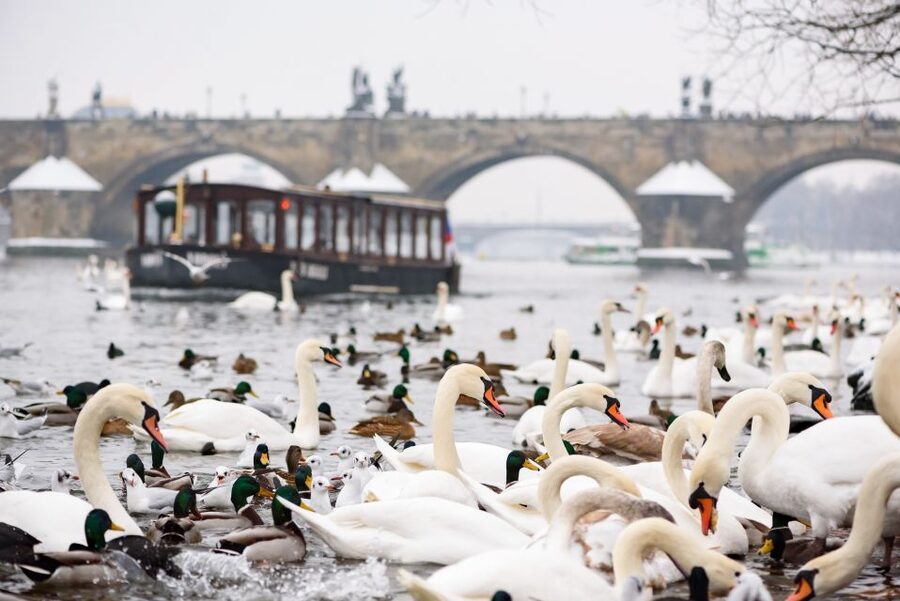 Prague: 1.5-Hour River Boat Cruise and Guided Tour - Charles Bridge, Kampa Island, and the National Theatre
