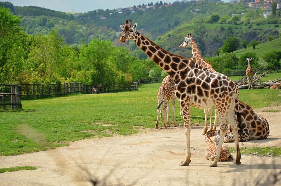 Prague: Boat Ride to the Zoo and Admission Ticket - Why the boat is the smart way to reach Prague Zoo