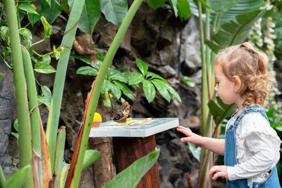 Prague: Papilonia Butterfly House - A self-guided visit, not a formal nature lesson