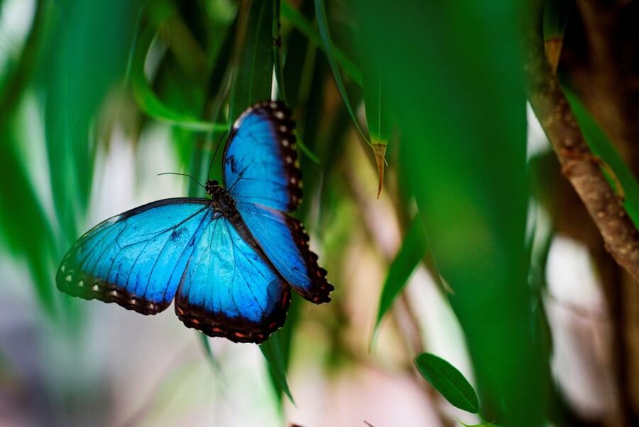 Prague: Papilonia Butterfly House - How much time should you allow?