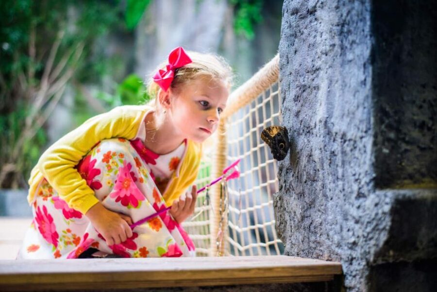 Prague: Papilonia Butterfly House - Photography inside the flight zone