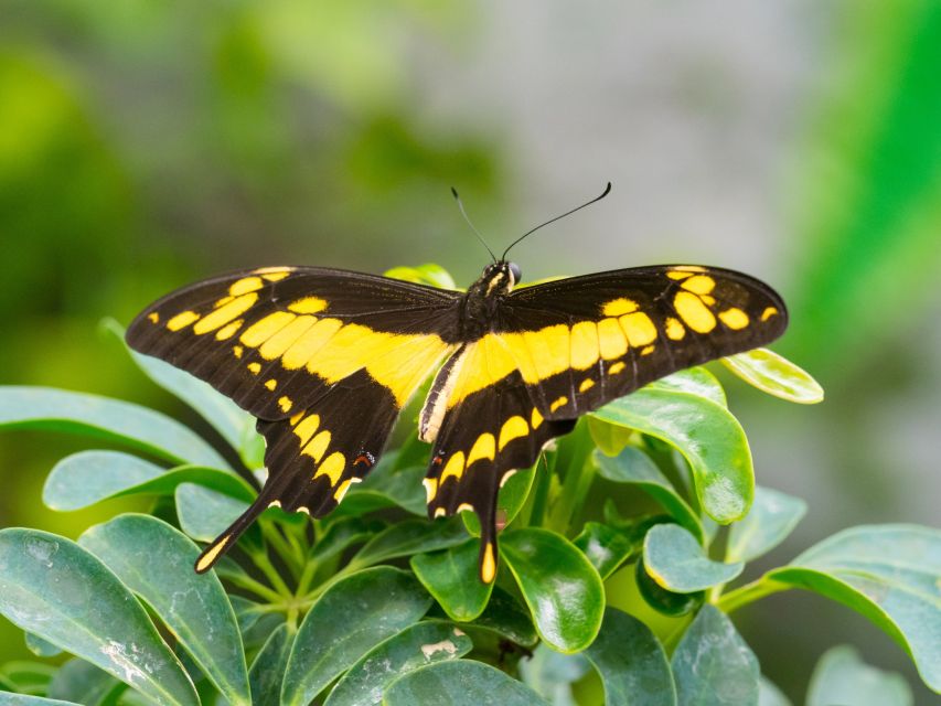 Prague: Papilonia Butterfly House - The $9 price and what you receive