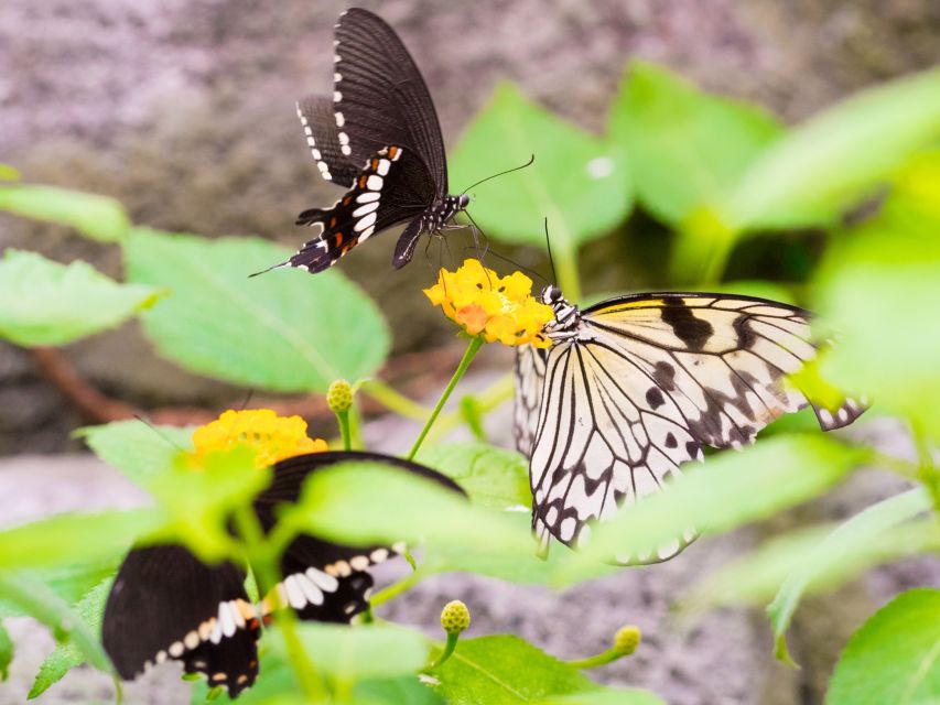 Prague: Papilonia Butterfly House - Who will enjoy Papilonia most?