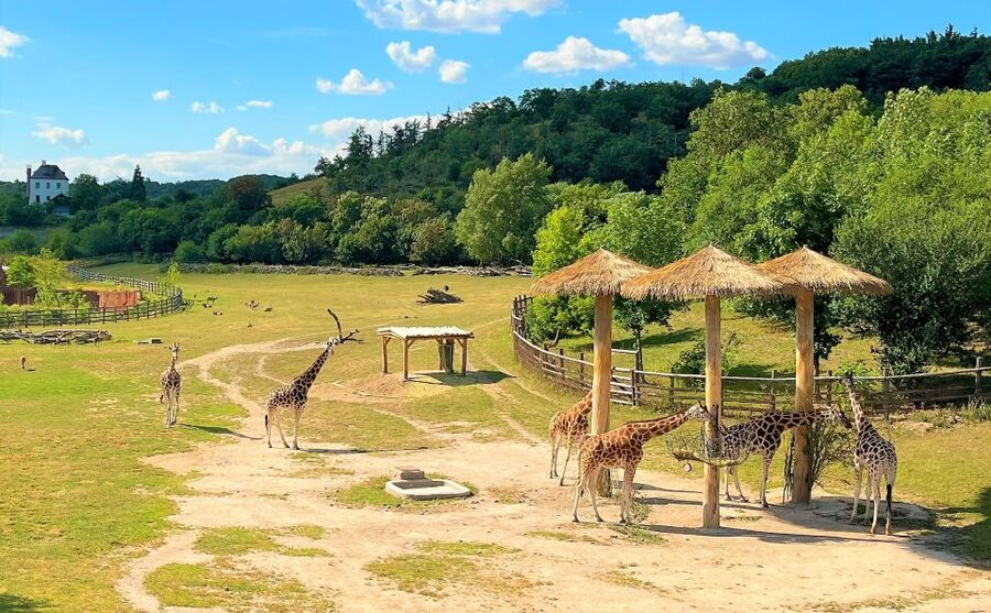 Prague: Prague Zoo Audio Guide with E-Ticket - Pavilions, Enclosures, and Close Animal Views