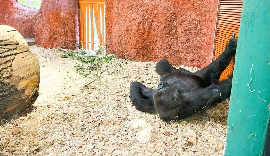 Prague: Prague Zoo Audio Guide with E-Ticket - Who Will Enjoy This Most?