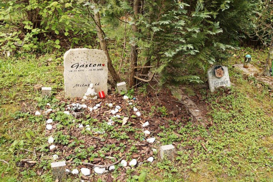 Prague: Psychiatric Hospital and Abandoned Cemetery Tour - Should you book the Bohnice tour?