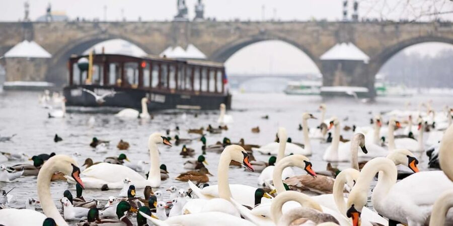 Prague: River Cruise, Charles Bridge Museum, & Walking Tour - The walking tour: Charles Bridge, Kampa, and Lesser Town