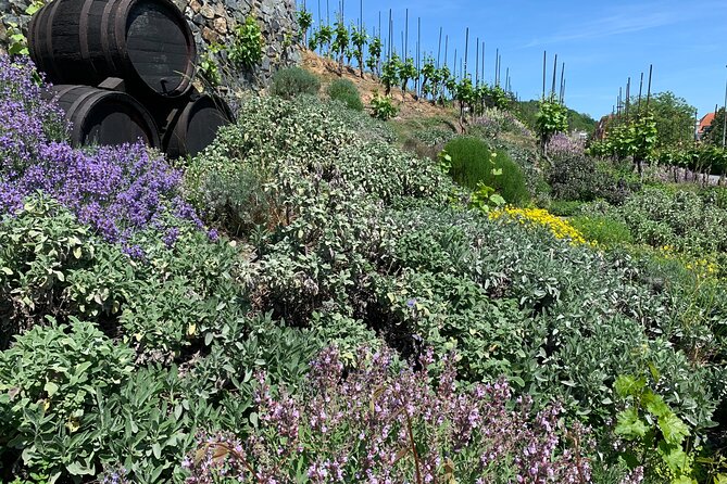 Prague´s Hidden Vineyards Private Tour - Why Prague makes an unexpected wine destination