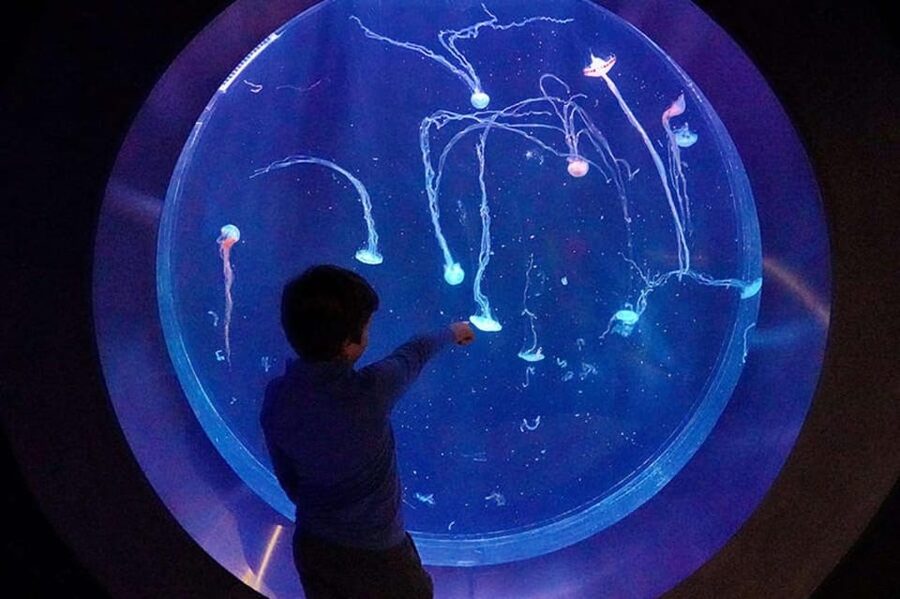 Prague: The World Of Jellyfish Entry Ticket w/ Drink - Key points to know before you go