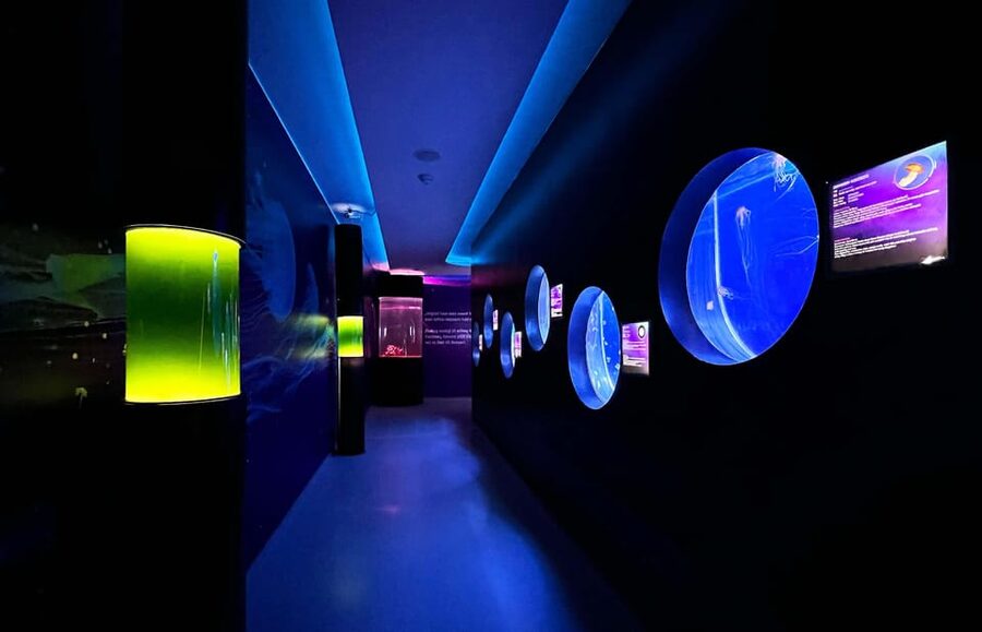 Prague: The World Of Jellyfish Entry Ticket w/ Drink - Booking, cancellation, and the ticket counter