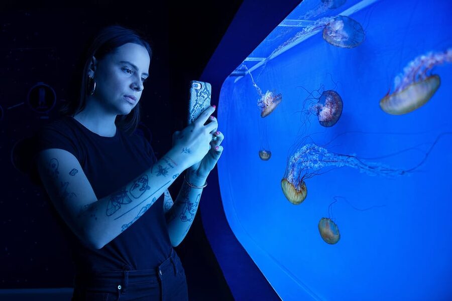 Prague: The World Of Jellyfish Entry Ticket w/ Drink - Should you book The World of Jellyfish?