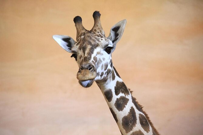 Prague Zoo Admission Ticket including Round Trip Transfer - Getting from your hotel to the zoo