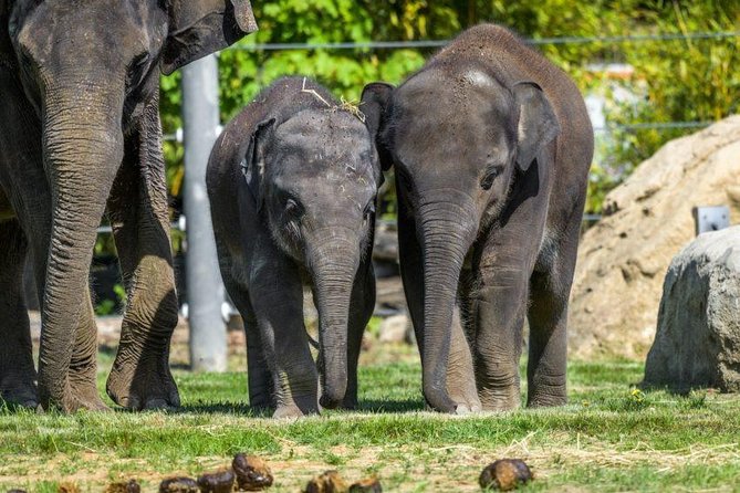 Prague Zoo Admission Ticket including Round Trip Transfer - Six hours among 60 hectares of animals