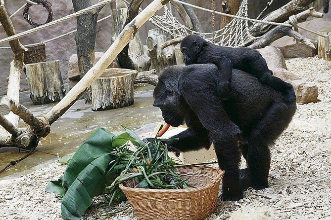 Prague Zoo Admission Ticket including Round Trip Transfer - Feline and Reptile Pavilion