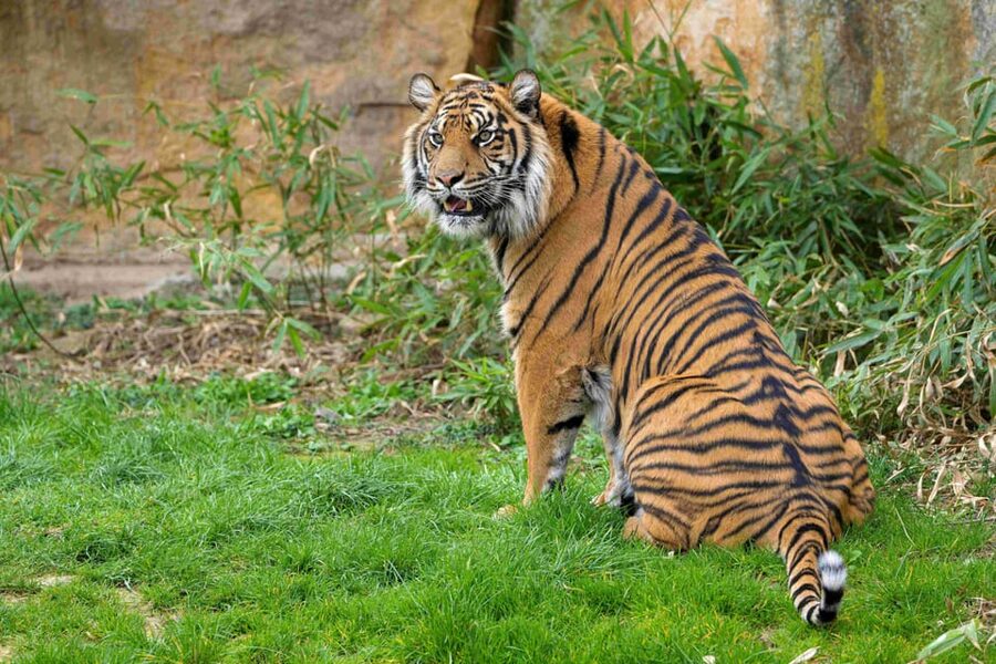 Prague Zoo: Skip-the-Line Entry Ticket - Why Prague Zoo Takes Most of Your Day