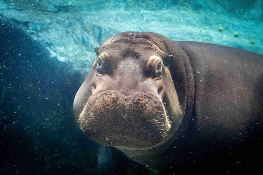 Prague Zoo: Skip-the-Line Entry Ticket - Habitats Built for Watching, Not Just Walking Past