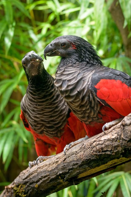 Prague Zoo: Skip-the-Line Entry Ticket - What the $15 Ticket Really Gets You
