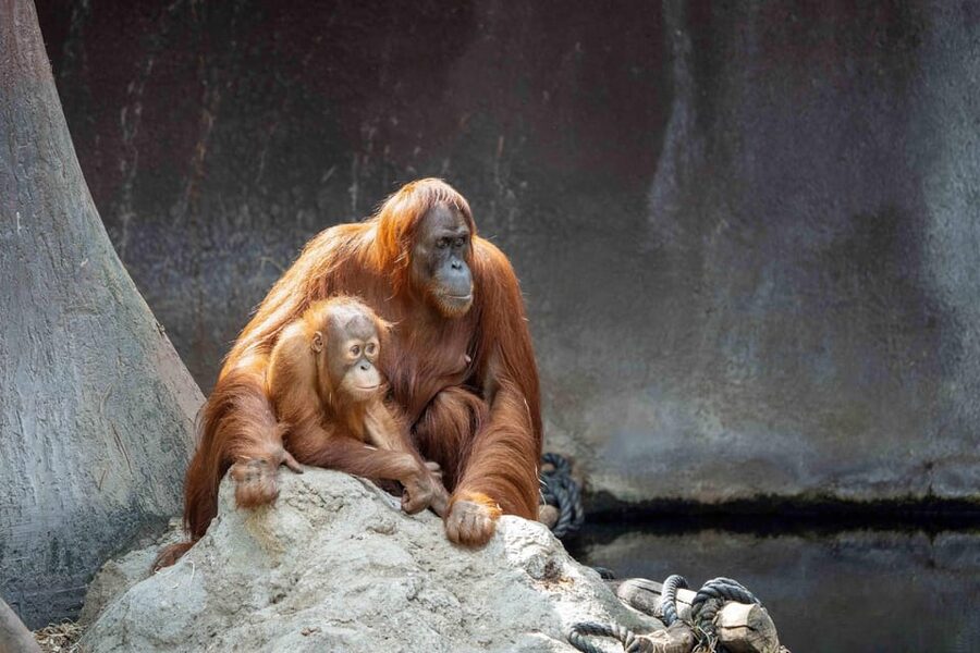 Prague Zoo: Skip-the-Line Entry Ticket - Who Will Enjoy This Visit Most